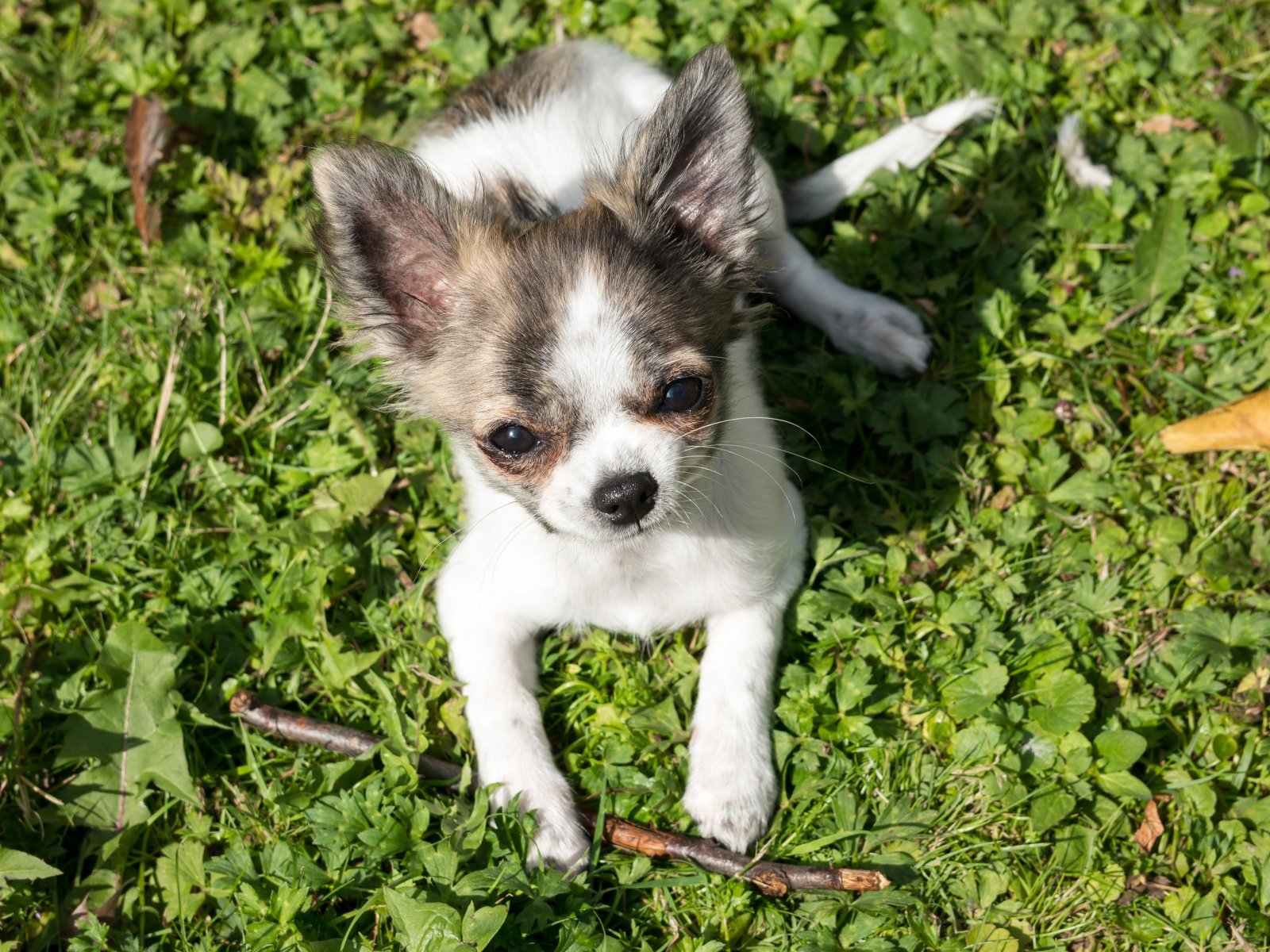 Pequeño cachorro de chihuahua mirando a la cámara sobre el césped