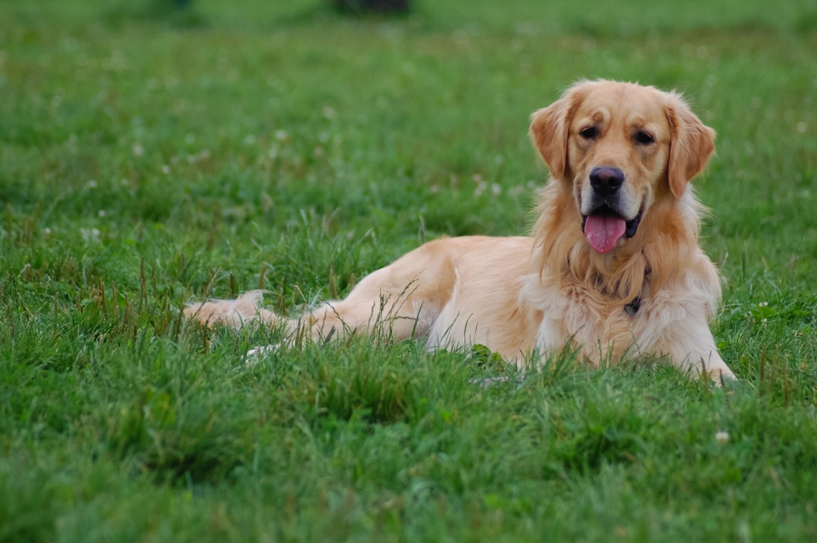 Golden retriever descansando tranquilo sobre el césped