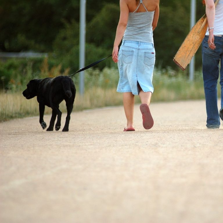 Perro con correa paseando junto a su acompañante por un camino